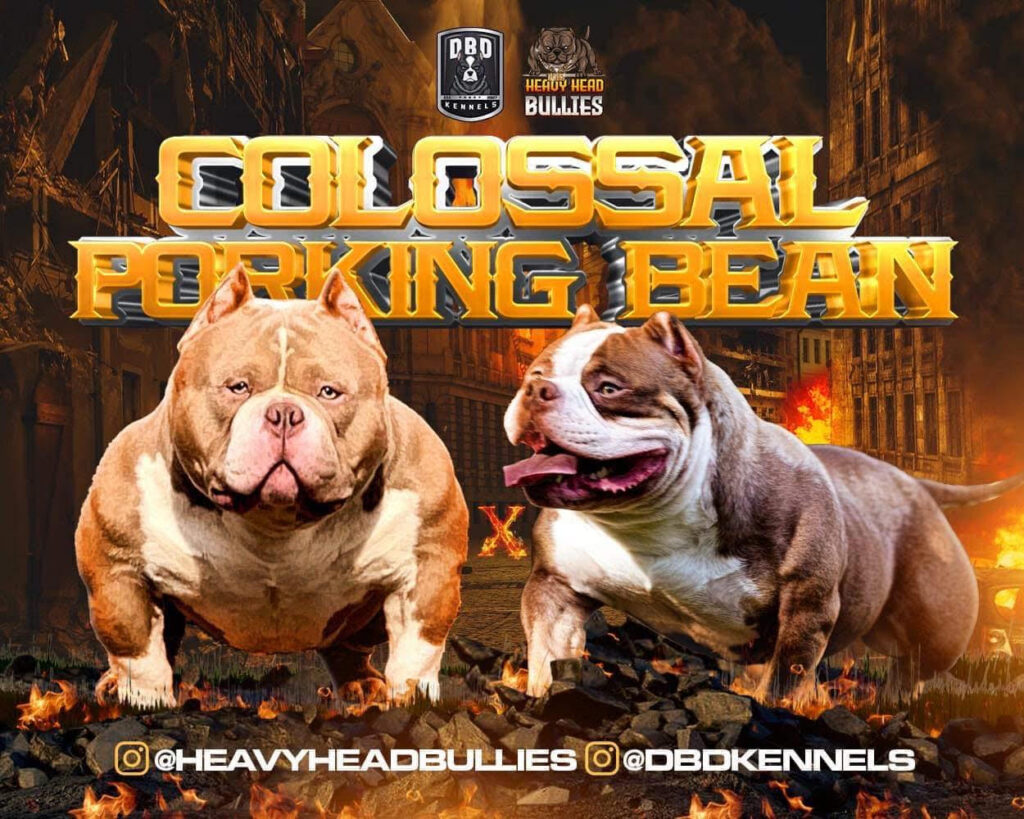 Heavy Head Bullies Breeding