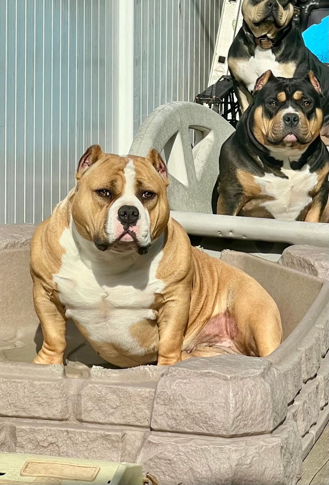 Cookie Monster - ABKC registered champion female American Bully at Heavy Head Bullies