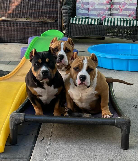 American Bully puppy from proven bloodlines