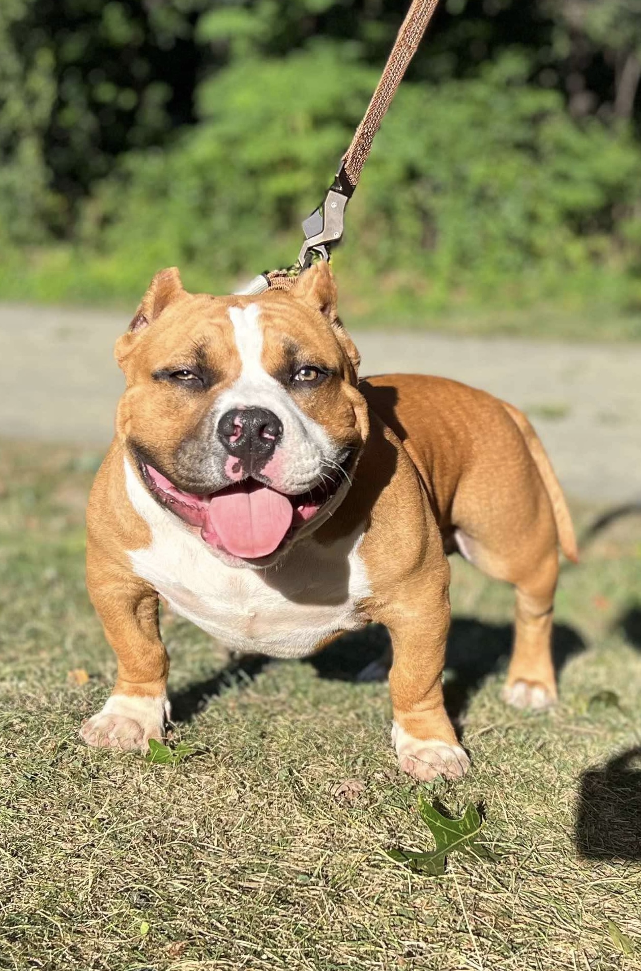 Heavy Head Bullies Pocket Bully with perfect conformation