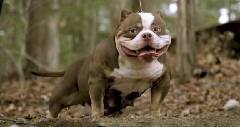 Champion genetics American Bully puppy