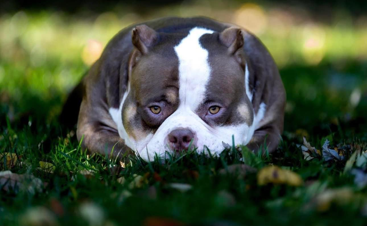 Muscular Pocket Bully from Heavy Head Bullies