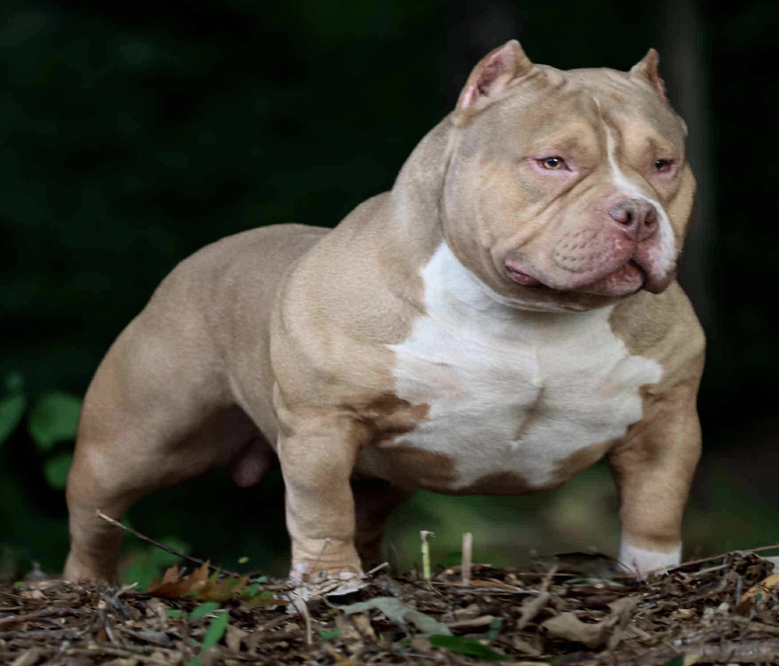 American Bully with signature heavy head and structure