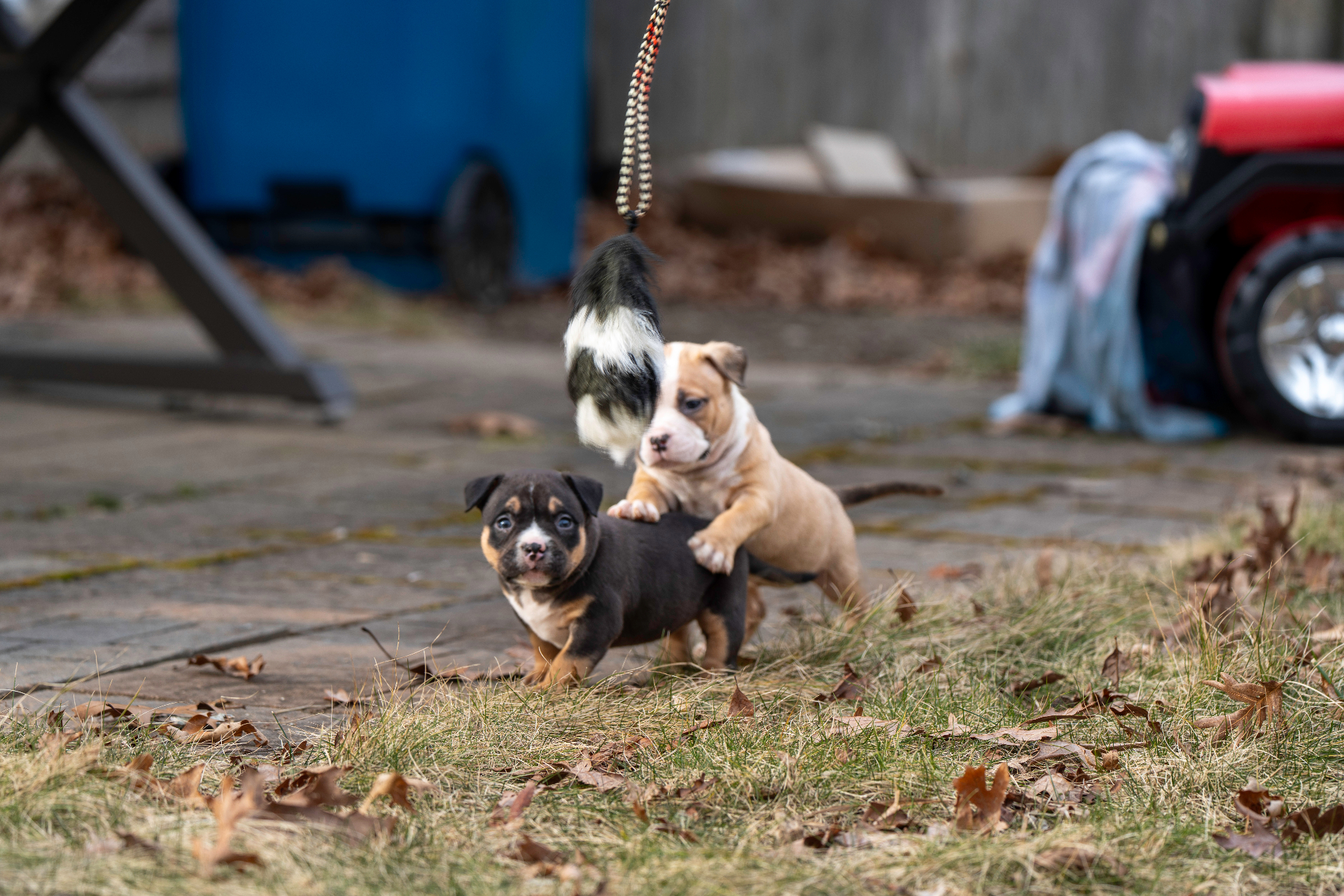 ABKC registered American Bully bred with care