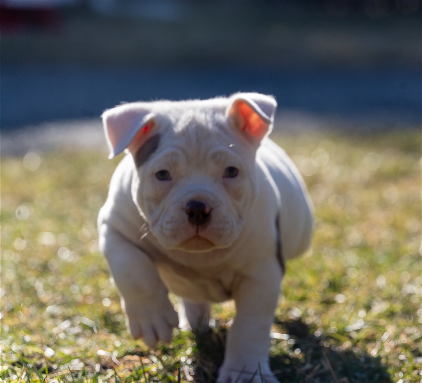 Champion bloodline American Bully puppy