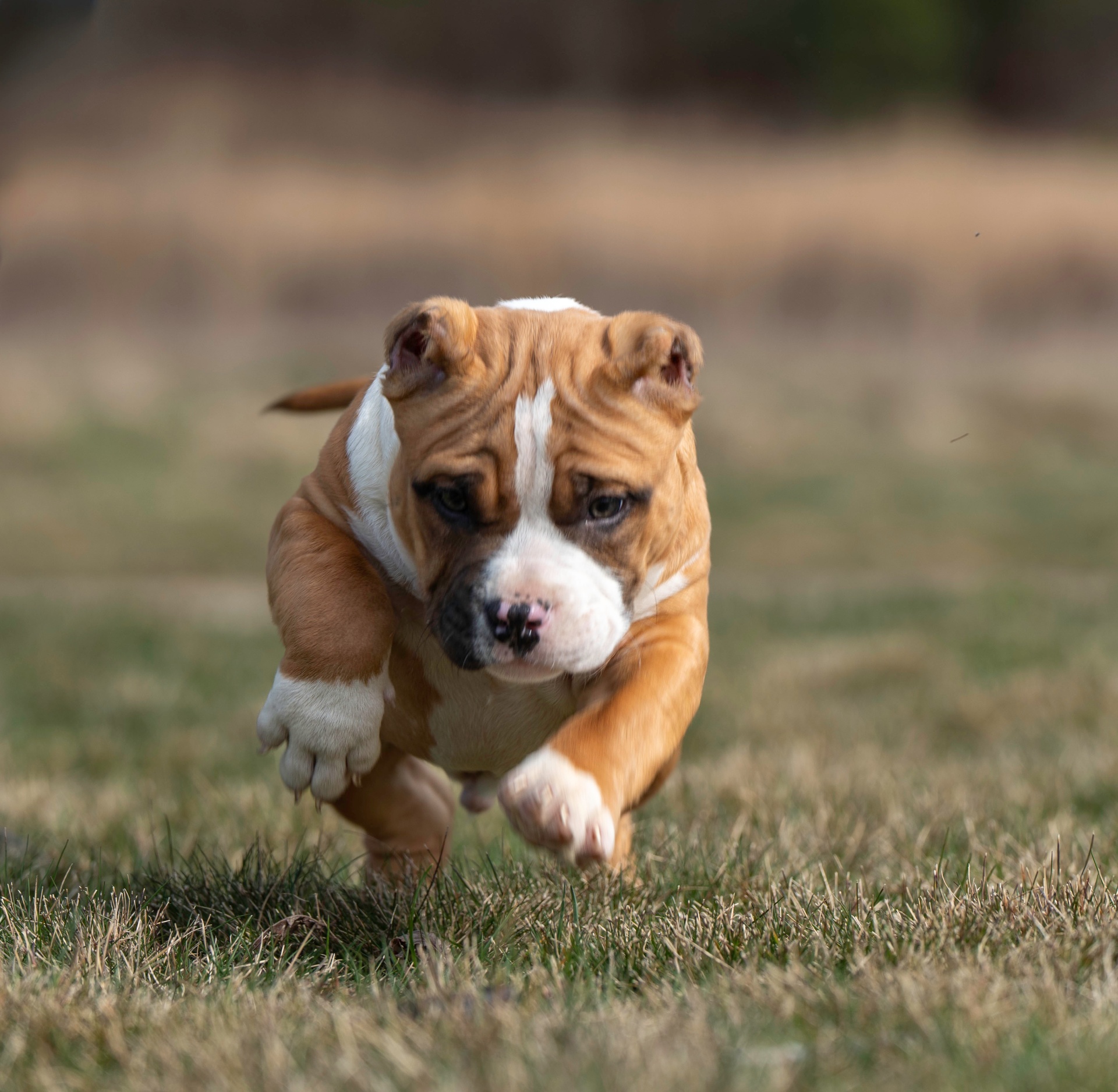 Heavy Head Bullies American Bully showing breed standard