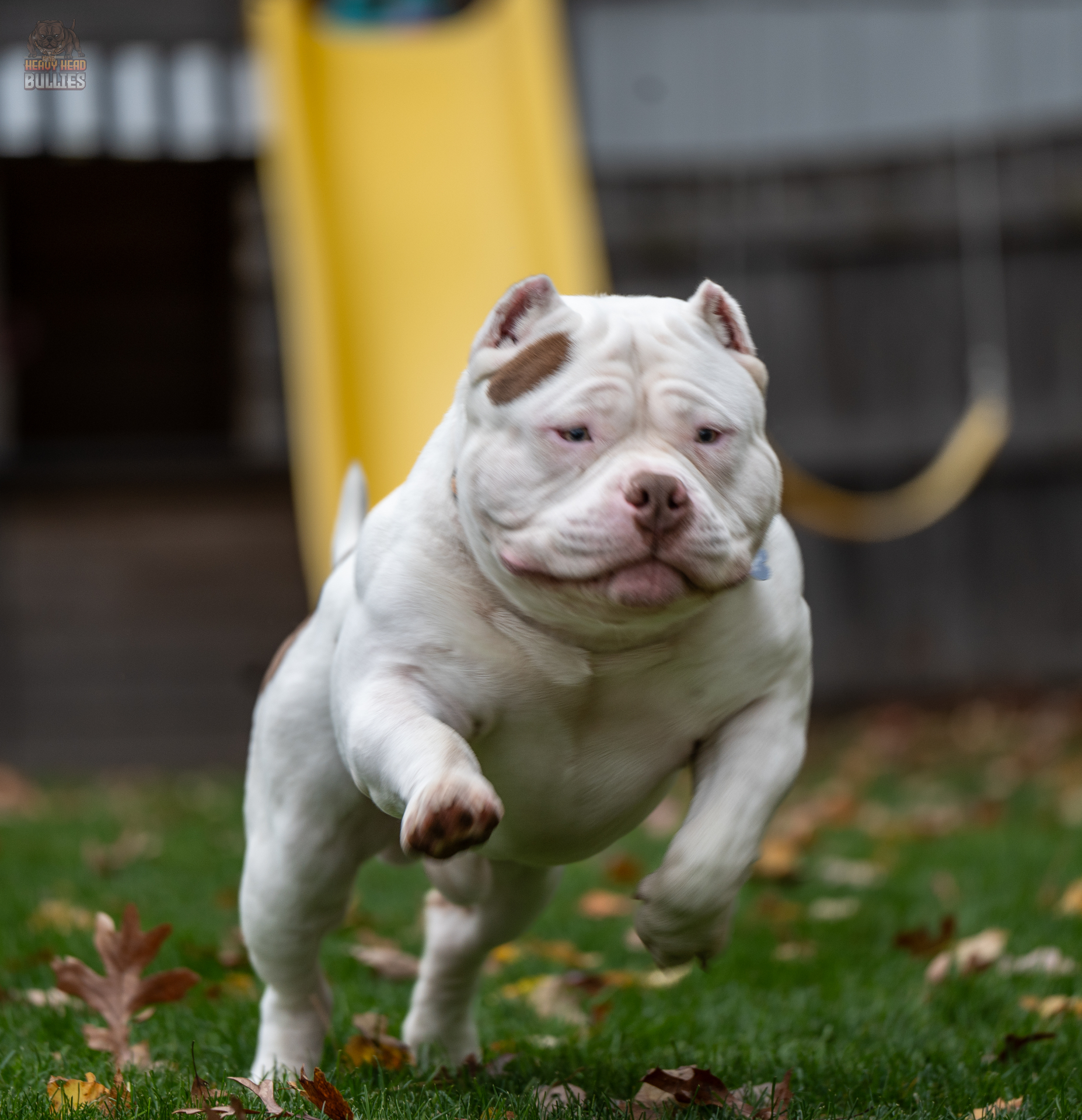 Bam Bam, Elite Producer at Heavy Head Bullies, an ABKC registered American Bully breeder in Bridgewater, Massachusetts