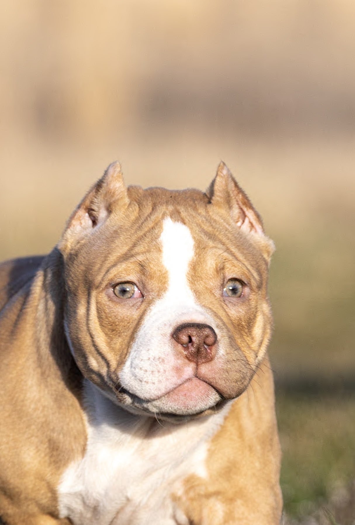 ABKC registered Pocket Bully with exceptional temperament
