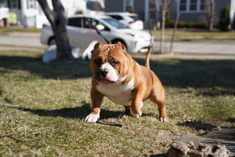 American Bully showing perfect structure and conformation