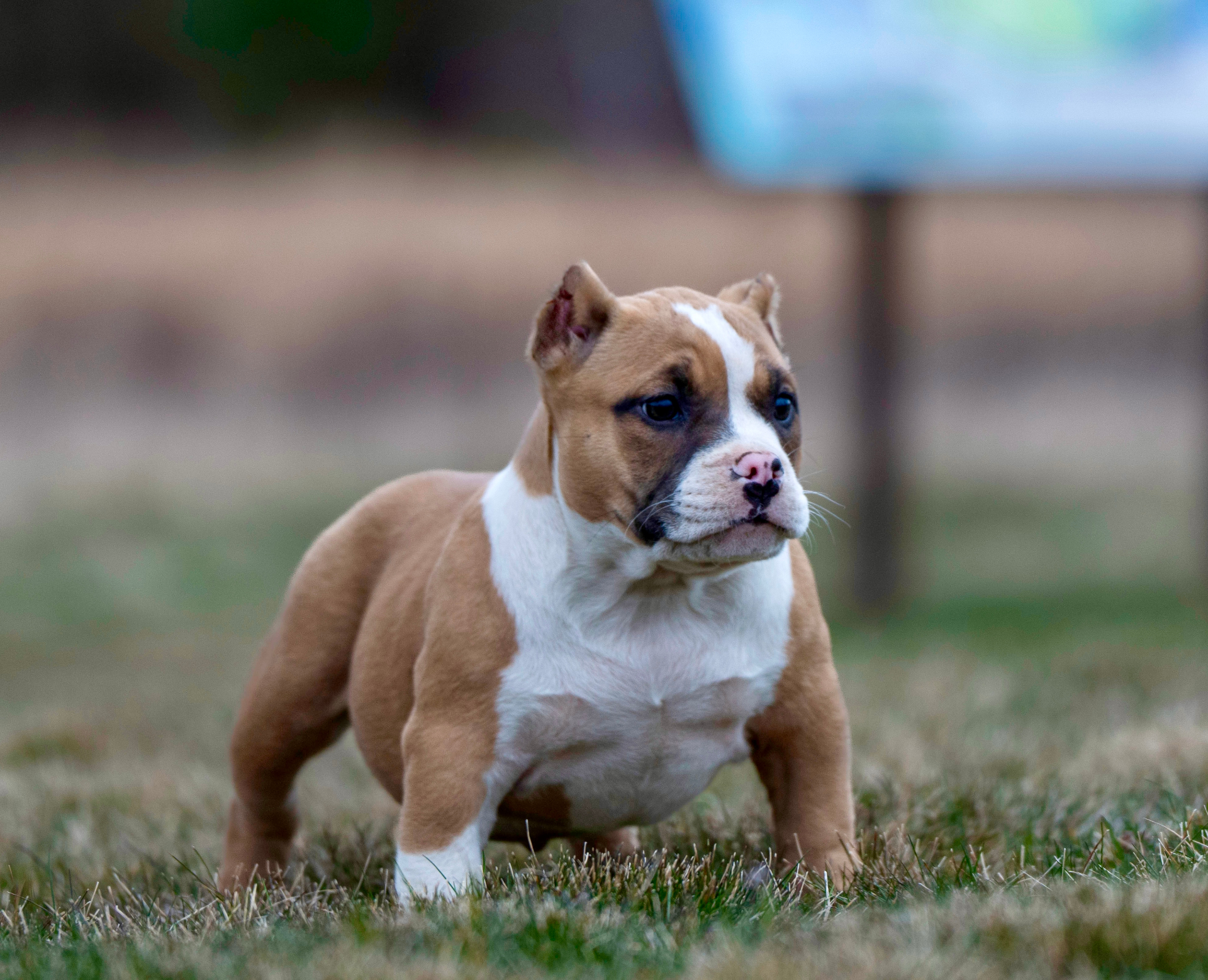 Heavy Head Bullies puppy with outstanding genetics
