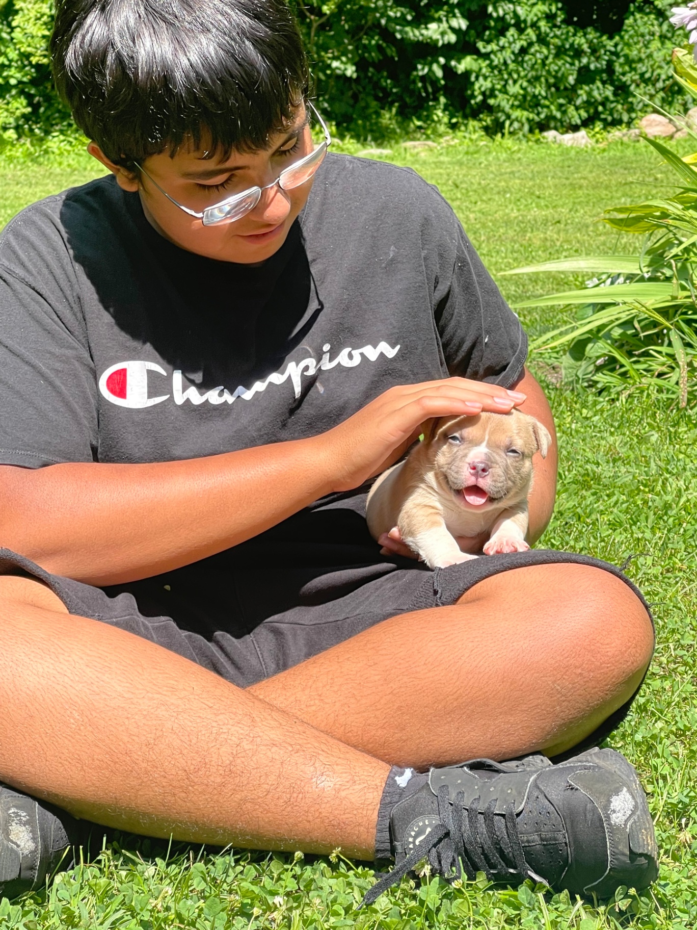 Pocket American Bully bred for health and temperament