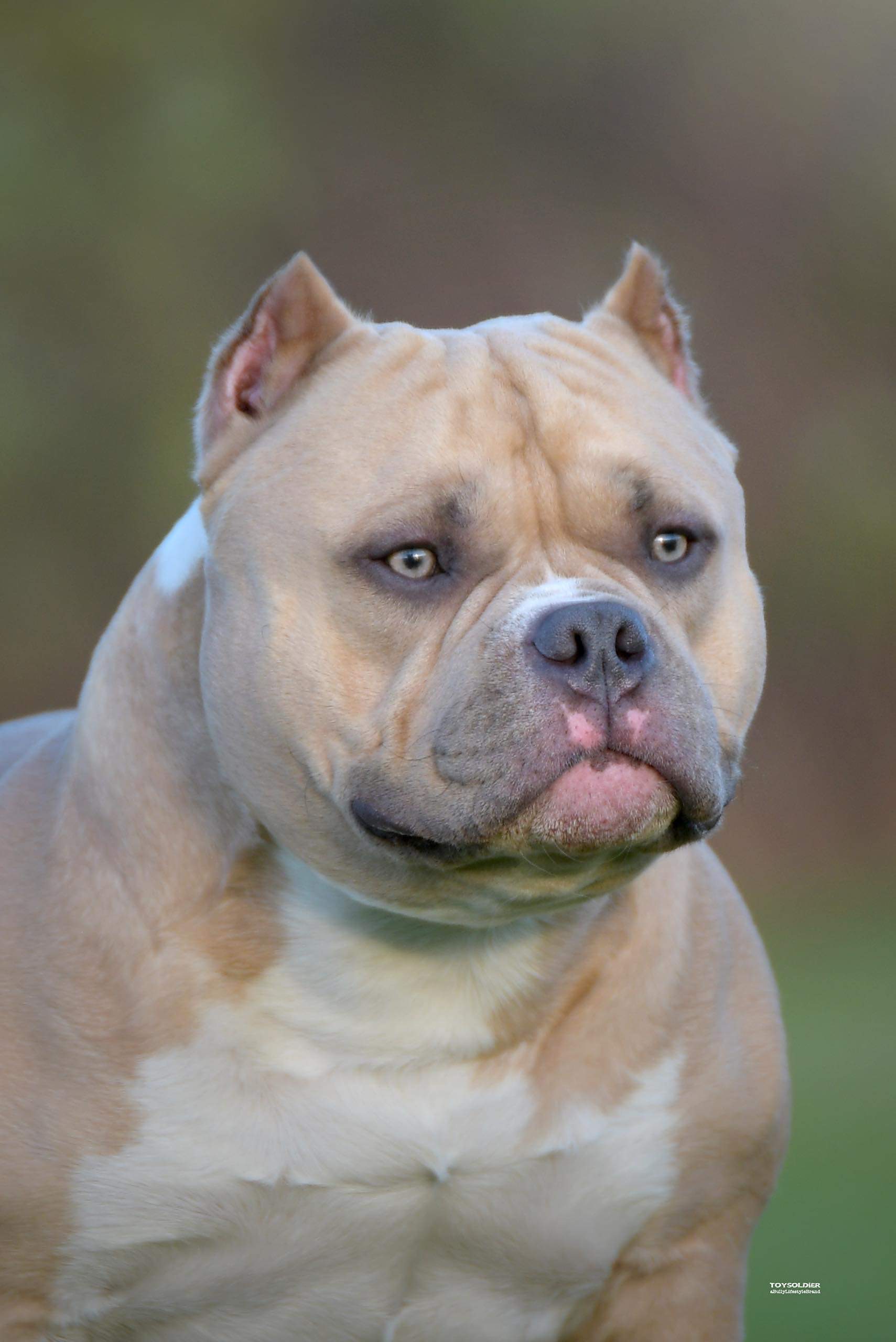 King, Champion Male at Heavy Head Bullies, an ABKC registered American Bully breeder in Bridgewater, Massachusetts