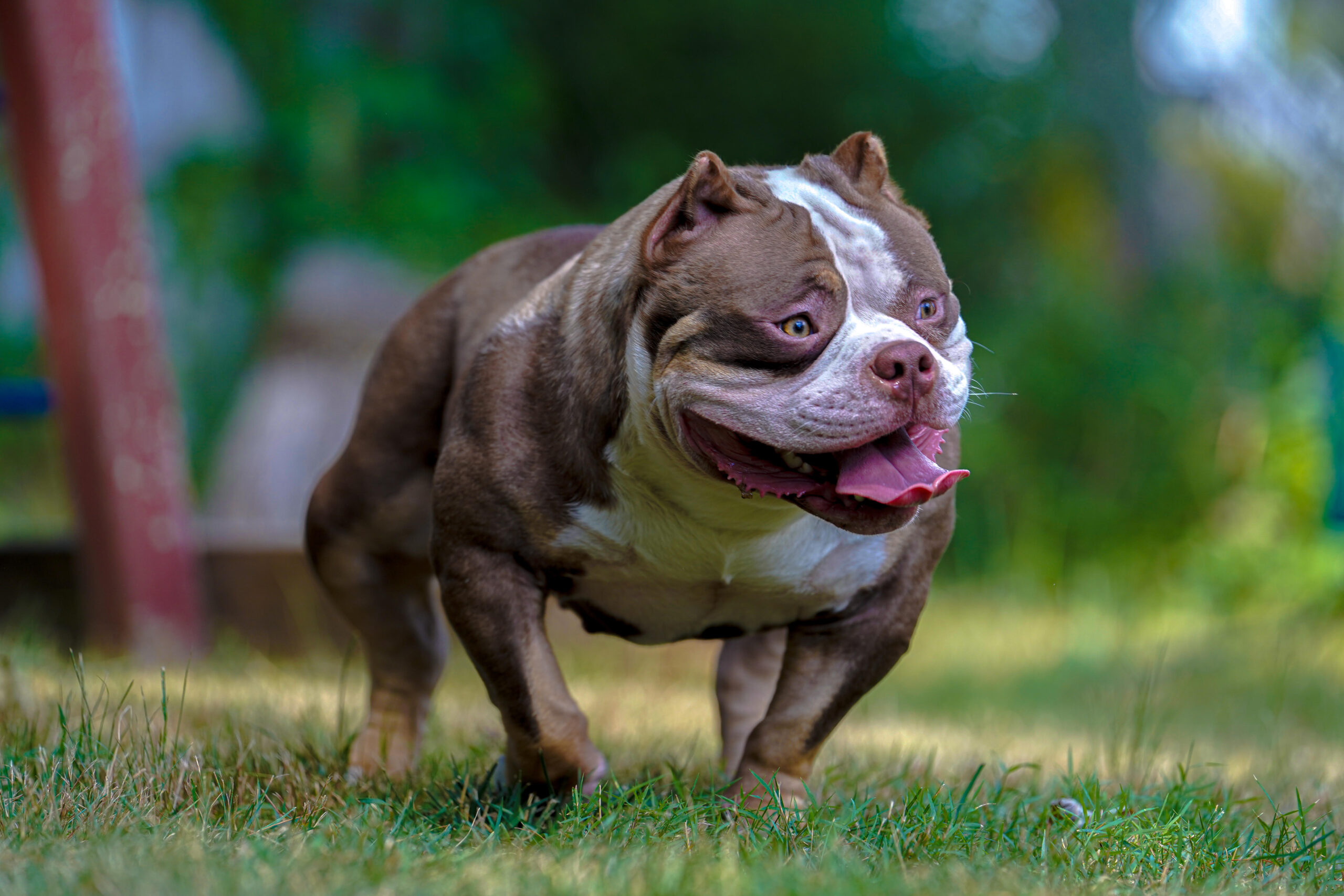 American Bully female at Heavy Head Bullies in Bridgewater, Massachusetts