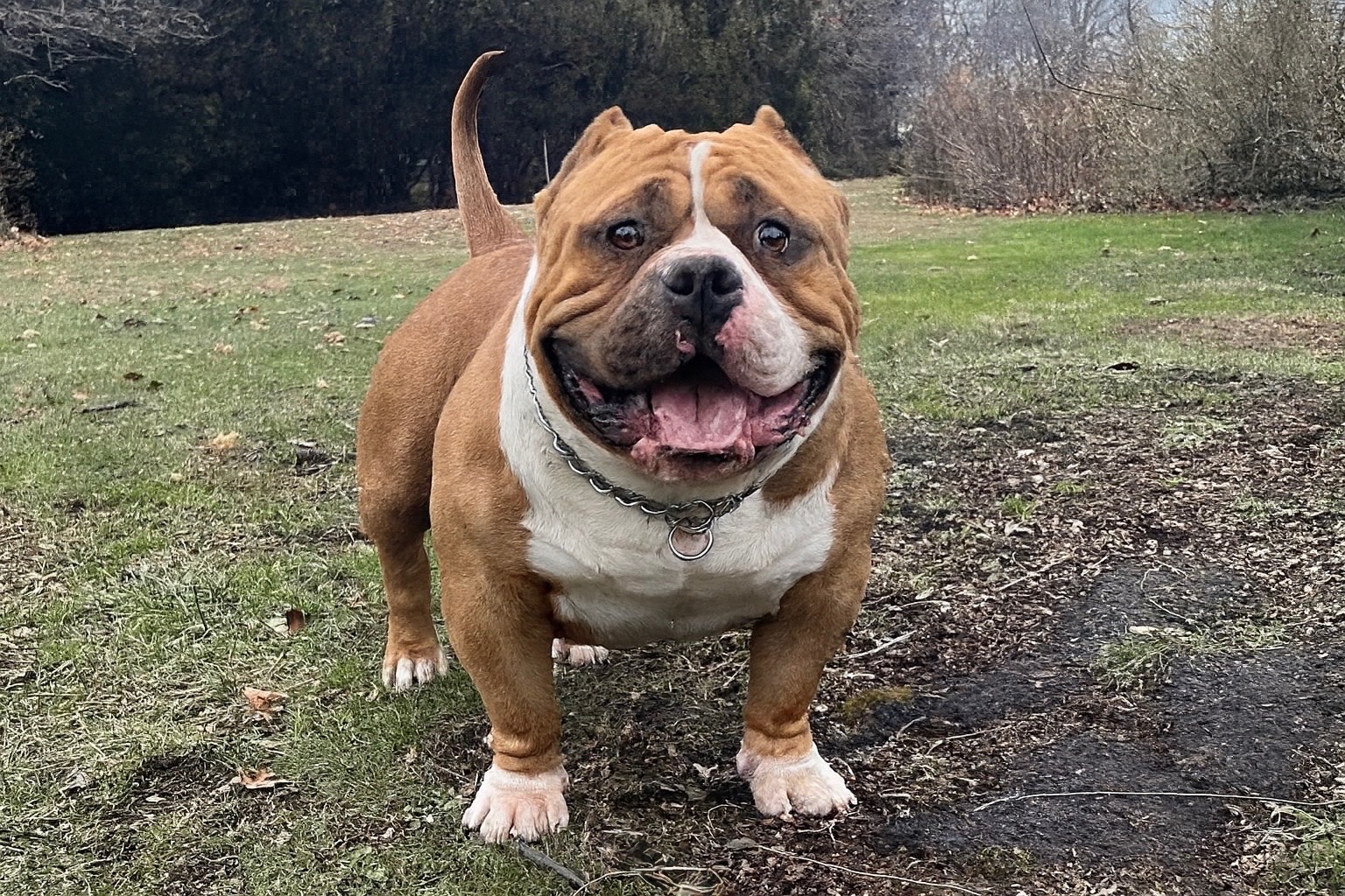 Snarf, ABKC registered Pocket American Bully stud at Heavy Head Bullies